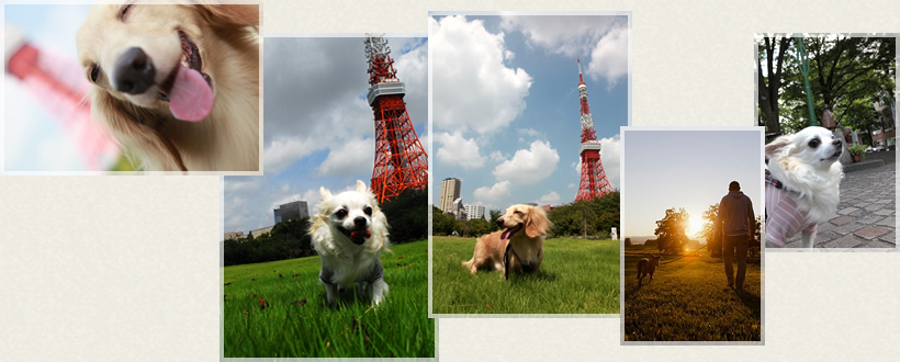 ペット写真2